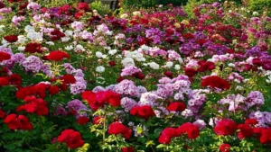 Explore The Culture Of Gardens And Lake In Chandigarh 2 Zakir Hussain Rose Garden