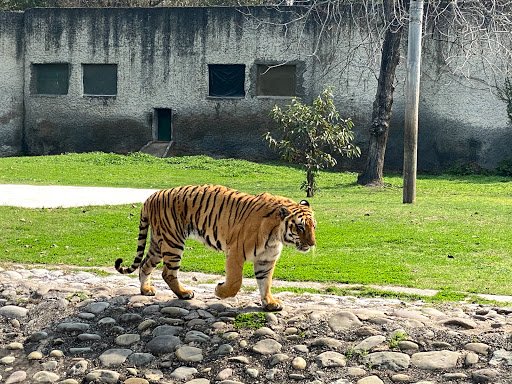 chhatbir zoo chandigarh ticket price 2022