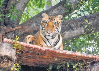 Animals At Chhatbir Zoo Chandigarh