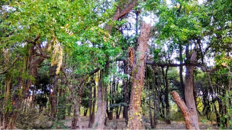 The City Beautiful – Chandigarh 1 Chandigarh-The City Beautiful.&Quot;