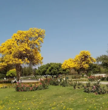 Zakir Hussain Rose Garden, Chandigarh