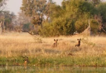 Chandigarh’s Wildlife Sanctuaries: Nature Beyond the City Chandigarh's Wildlife Sanctuaries: Nature Beyond the City - Art & Culture in Chandigarh