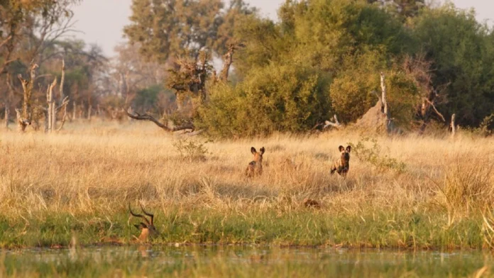 Chandigarh’s Wildlife Sanctuaries: Nature Beyond the City