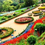 The Enchanting Rose Garden of Chandigarh: A Floral Wonderland