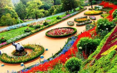 The Enchanting Rose Garden of Chandigarh: A Floral Wonderland