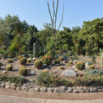 Discovering the Cactus Garden Chandigarh: A Unique Botanical Experience