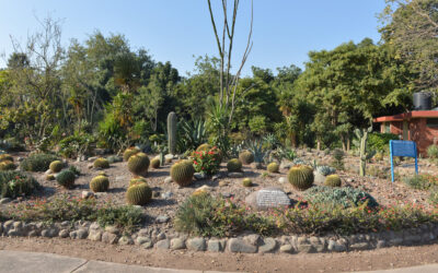 Discovering the Cactus Garden Chandigarh: A Unique Botanical Experience