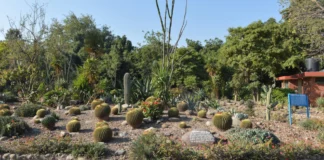 Discovering the Cactus Garden Chandigarh: A Unique Botanical Experience Discovering the Cactus Garden Chandigarh: A Unique Botanical Experience