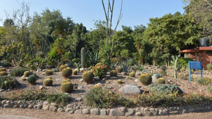 Discovering the Cactus Garden Chandigarh: A Unique Botanical Experience