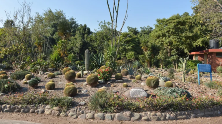 Discovering the Cactus Garden Chandigarh: A Unique Botanical Experience