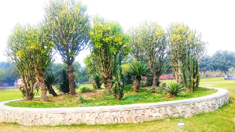 Discovering The Cactus Garden Chandigarh: A Unique Botanical Experience 2 Cactus Garden Chandigarh