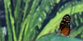 Discover the Enchanting Butterfly Park in Chandigarh