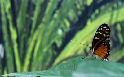 Discover the Enchanting Butterfly Park in Chandigarh