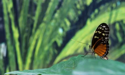 Discover the Enchanting Butterfly Park in Chandigarh
