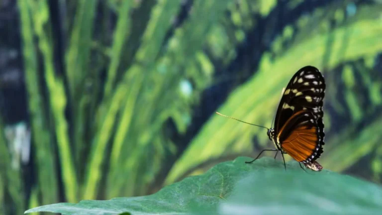 Discover the Enchanting Butterfly Park in Chandigarh
