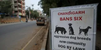 Chandigarh Bans Six Aggressive Dog Breeds Under New Pet and Community Dog By-Laws Chandigarh bans six aggressive dog breeds under new pet and community dog by‑laws