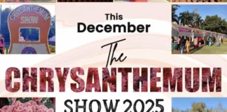 Chrysanthemum Show Chandigarh 19 December at Terraced Garden, Sector 33