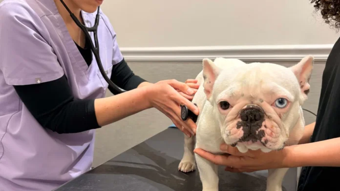 Veterinarian checking a white bulldog with a stethoscope on an examination table