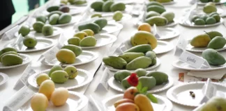 Unmissable Mango Mela 2025 at Pinjore Gardens: Where Mango Magic Comes Alive!