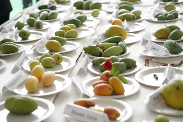 Unmissable Mango Mela 2025 at Pinjore Gardens: Where Mango Magic Comes Alive!
